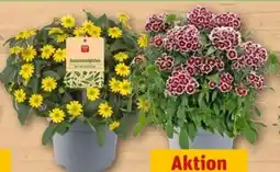REWE Center Husarenknopf Angebot