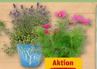 REWE Center Cosmea Angebot
