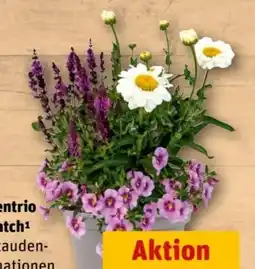 REWE Center Pflanzentrio Bloomatch Angebot