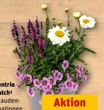 REWE Center Pflanzentrio Bloomatch Angebot