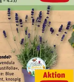 REWE Center Lavendel Lavendula Angustifolia Angebot