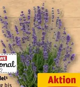 REWE Rewe Regional Lavendel Angebot