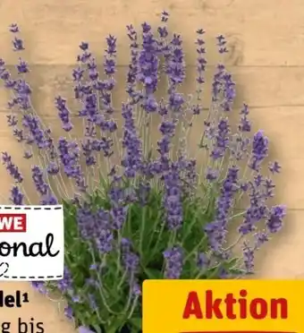 REWE Rewe Regional Lavendel Angebot