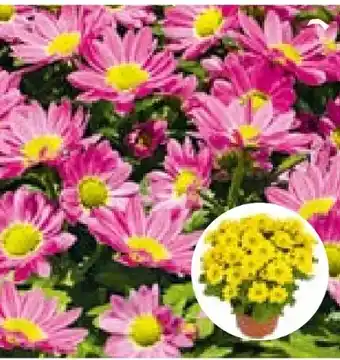 BayWa Plantiflor Chrysantheme Swifty Angebot
