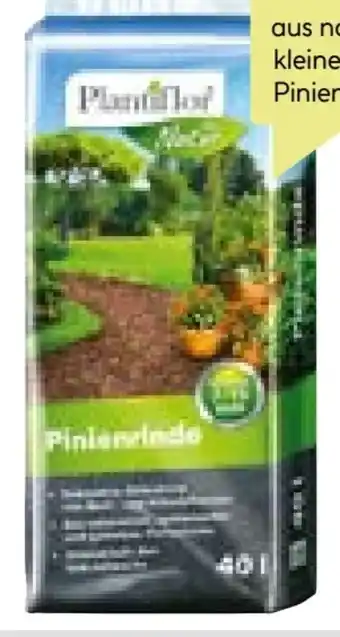 BayWa Plantiflor Pinienrinde Angebot