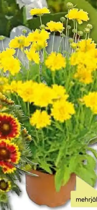 BayWa Plantiflor Mädchenauge Angebot