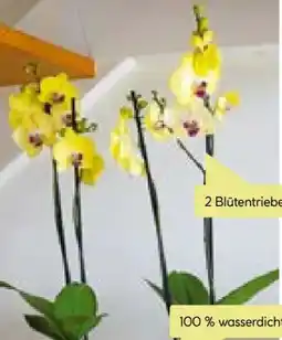 BayWa Plantiflor Schmetterlingsorchidee Angebot