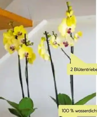 BayWa Plantiflor Schmetterlingsorchidee Angebot