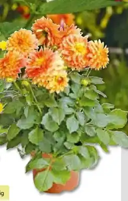 BayWa Plantiflor Dahlie Angebot