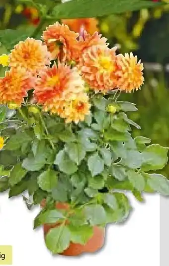 BayWa Plantiflor Dahlie Angebot