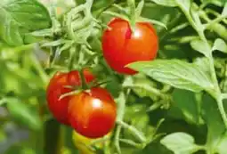 BayWa Plantiflor Gemüsepflanzen Angebot