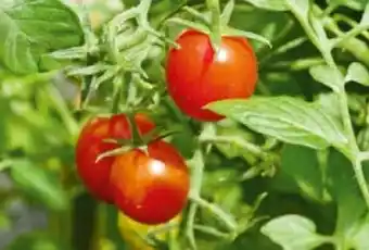 BayWa Plantiflor Gemüsepflanzen Angebot