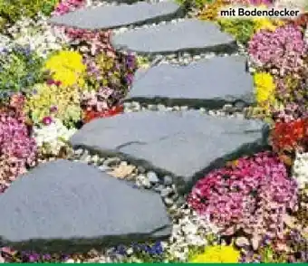 BayWa Plantiflor Bodendecker-Stauden Pflasta la Vista Angebot