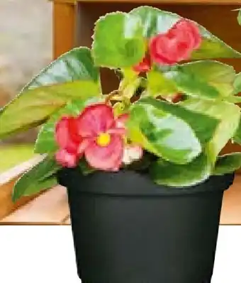 BayWa Plantiflor Beet- und Balkonpflanzen Angebot