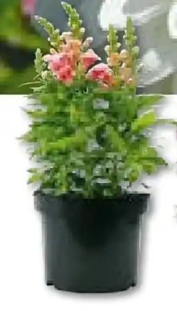 BayWa Plantiflor Löwenmäulchen Angebot