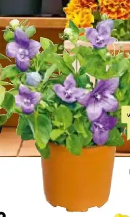 BayWa Plantiflor Ballonblume Platycodon Angebot