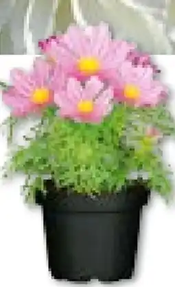 BayWa Plantiflor Schmuckkörbchen Angebot