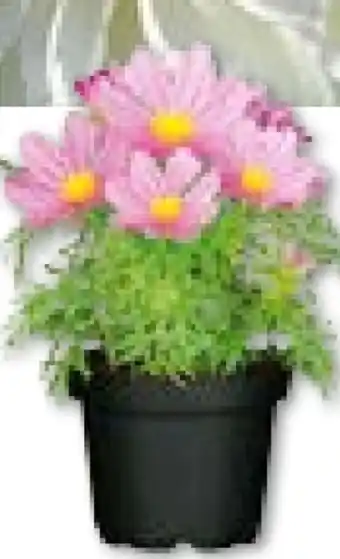 BayWa Plantiflor Schmuckkörbchen Angebot