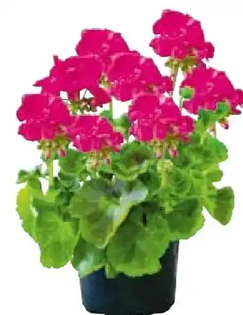 BayWa Plantiflor Geranien Pelargonium Angebot