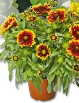 BayWa Plantiflor Kokardenblume Angebot