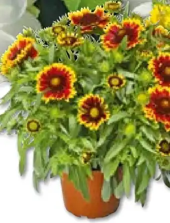 BayWa Plantiflor Kokardenblume Angebot