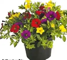 BayWa Plantiflor Calibrachoa-Trio Angebot