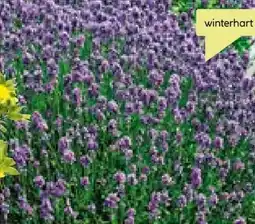 BayWa Plantiflor Lavendel Angebot