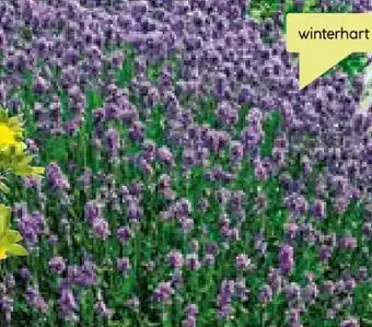 BayWa Plantiflor Lavendel Angebot