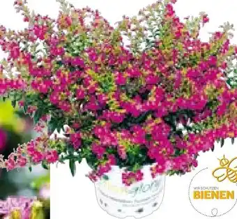 BayWa Plantiflor Japanische Scheinmyrthe Flori Glory Angebot