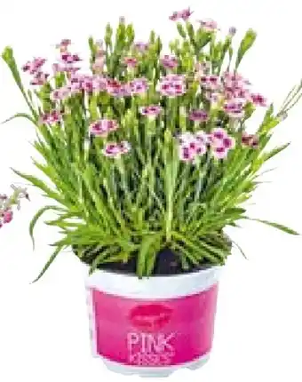 BayWa Plantiflor Prinzess-Nelke Dianthus Pink Kisses Angebot