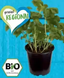 E-Center Bio XXL Basilikum Angebot