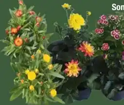 E-Center Sommerstauden XL Angebot