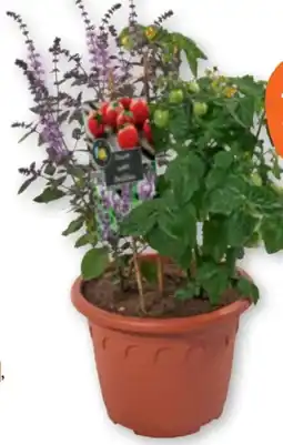 tegut Kübelpflanze Basilikum meets Tomate Angebot