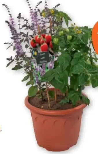 tegut Kübelpflanze Basilikum meets Tomate Angebot