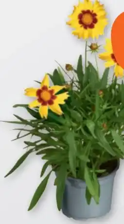 tegut Mädchenauge Coreopsis Angebot