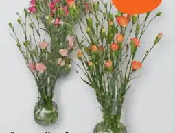 tegut Schnittblumen Spraynelke Angebot