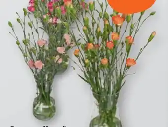 tegut Schnittblumen Spraynelke Angebot