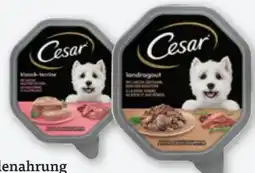 tegut Cesar Hundenahrung Angebot