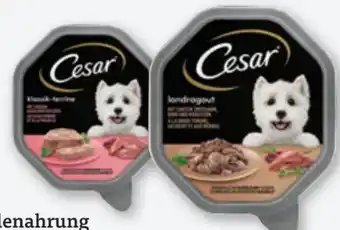 tegut Cesar Hundenahrung Angebot
