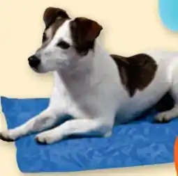 tegut Kühlmatte Angebot