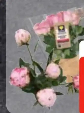 Edeka Frischemarkt Edeka Herzstücke Pfingstrosen Angebot