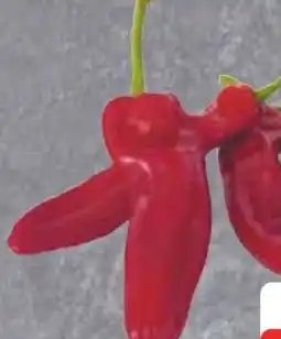 Edeka Roter Spitzpaprika Angebot