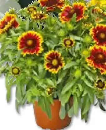 Hellweg Kokardenblume Angebot