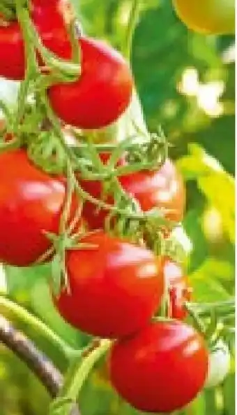 Hellweg Bio-Gemüsepflanzen Angebot