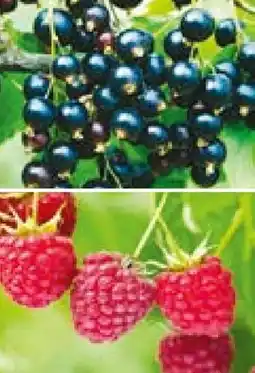 Hellweg Bio-Beerenobst Angebot