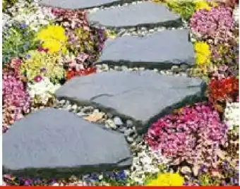 Hellweg Bodendecker-Stauden Pflasta la Vista Angebot