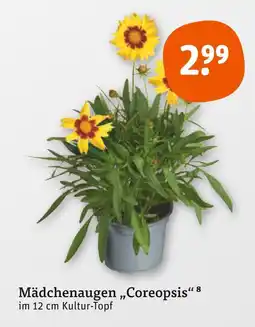 tegut Mädchenaugen coreopsis Angebot