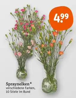 tegut Spraynelken Angebot