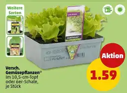 PENNY Gemüselust versch. gemüsepflanzen Angebot