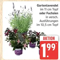 Marktkauf Gartenlavendel Angebot